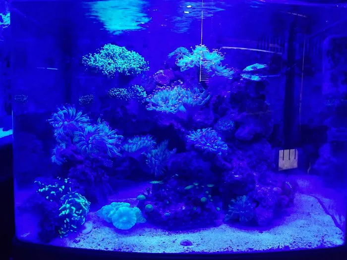 Exotic Reef Designs Picture 7