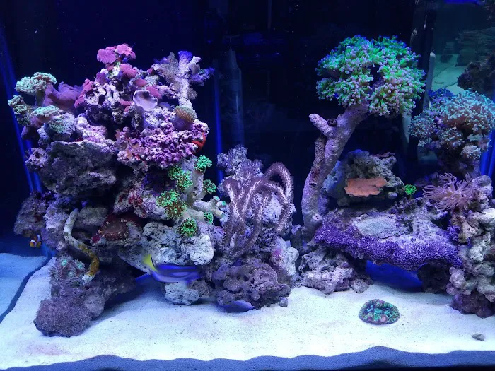 Exotic Reef Designs Picture 6