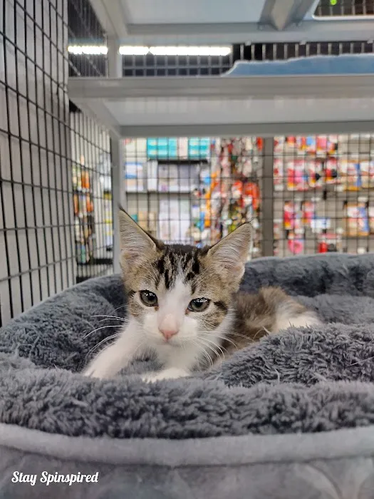 Pet Supermarket Picture 1