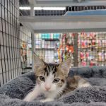 Pet Supermarket
