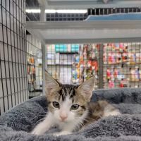Pet Supermarket ico