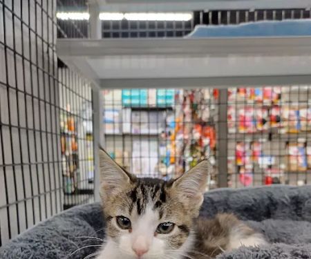 Pet Supermarket