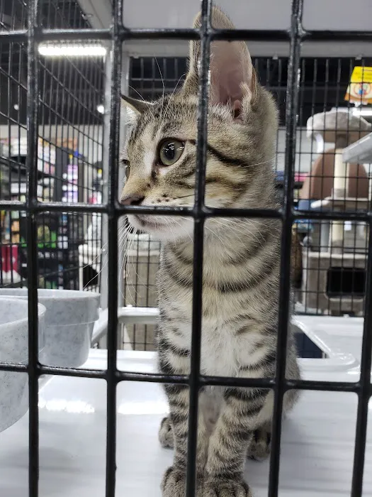 Pet Supermarket Picture 3