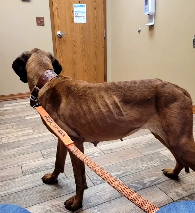 Countryside Veterinary Clinic Picture 5