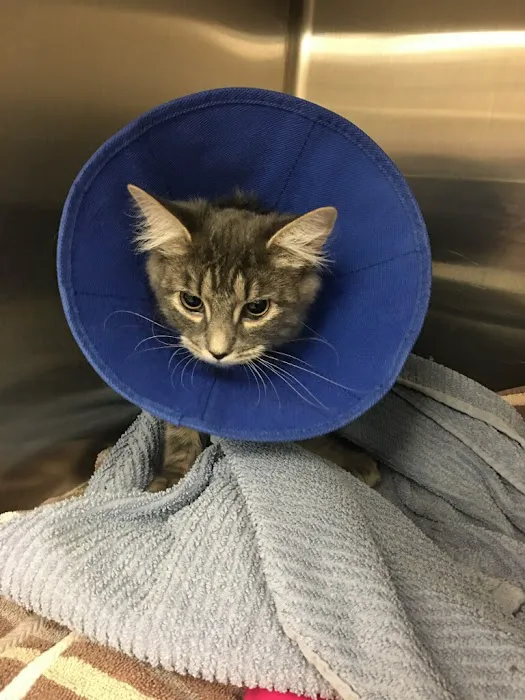 Countryside Veterinary Clinic Picture 4