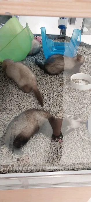 Petco Picture 2