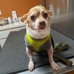 Hebron Veterinary Hospital