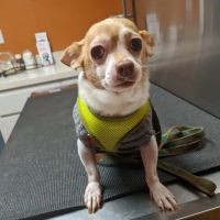 Hebron Veterinary Hospital ico