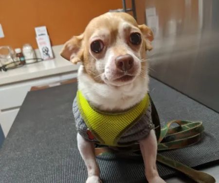 Hebron Veterinary Hospital