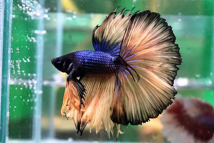 Betta Squad USA Picture 8