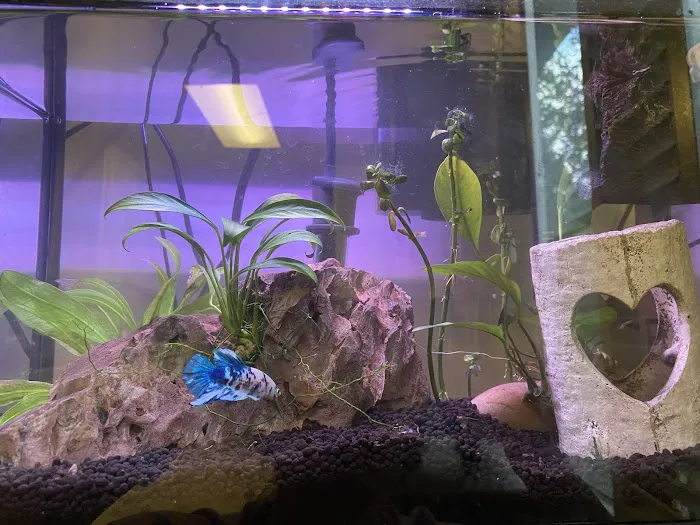 Betta Squad USA Picture 9