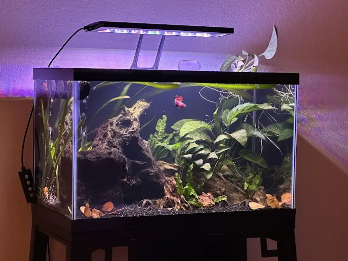 Betta Squad USA Picture 5