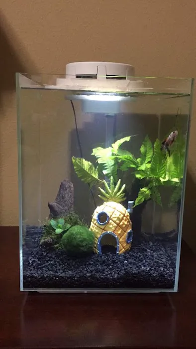 Betta Squad USA Picture 3