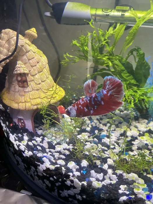 Betta Squad USA Picture 6