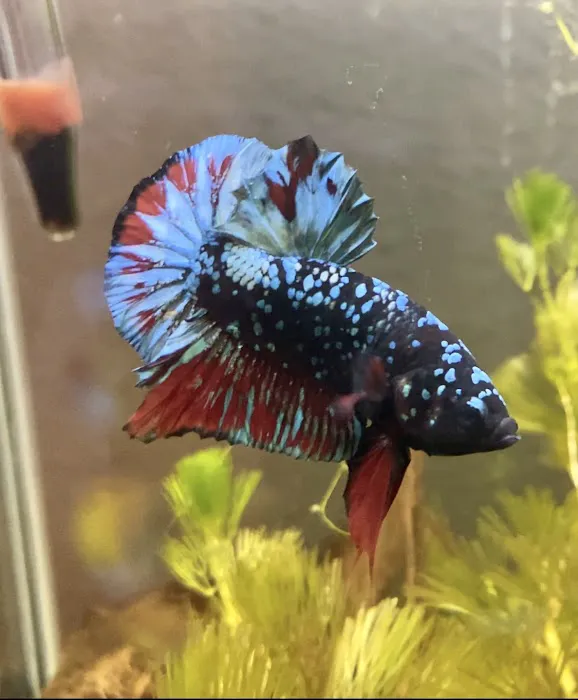 Betta Squad USA Picture 4
