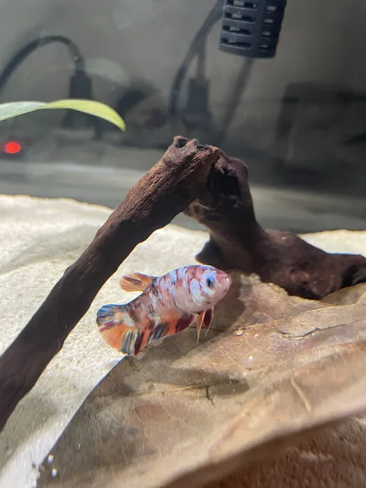 Betta Squad USA Picture 7
