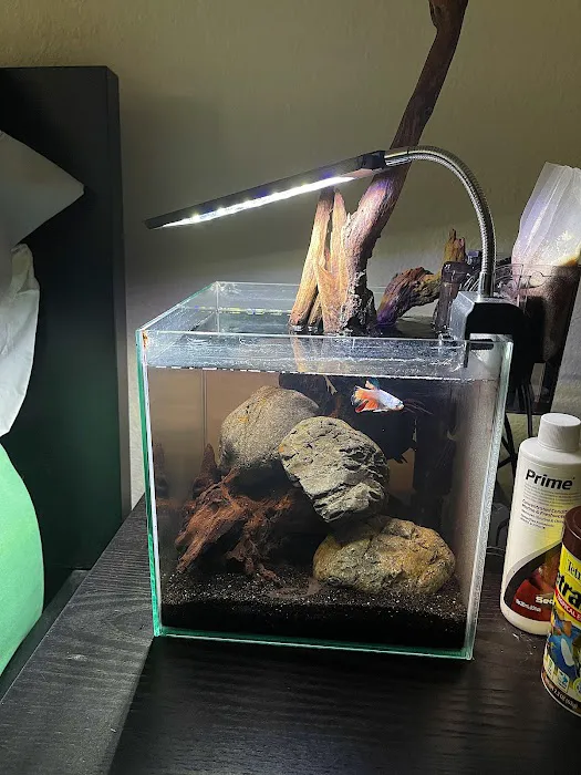 Betta Squad USA Picture 2