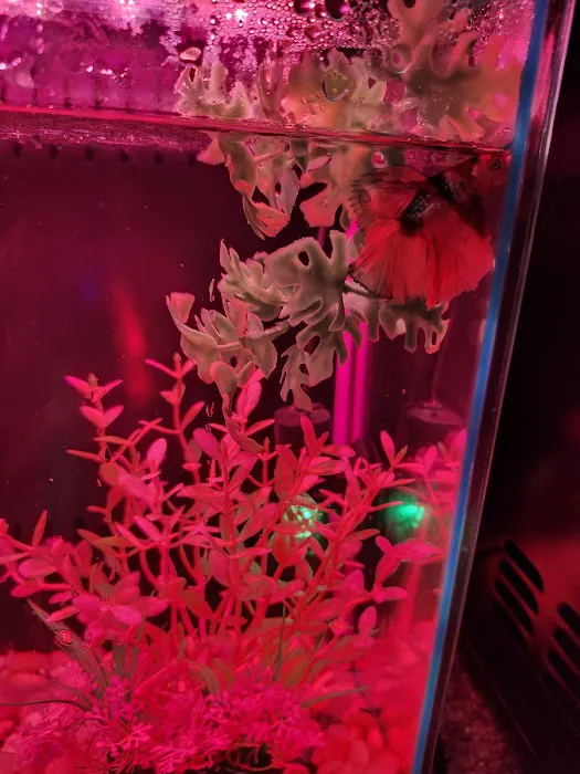 Betta Squad USA Picture 1