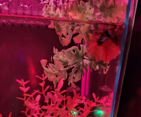 Betta Squad USA