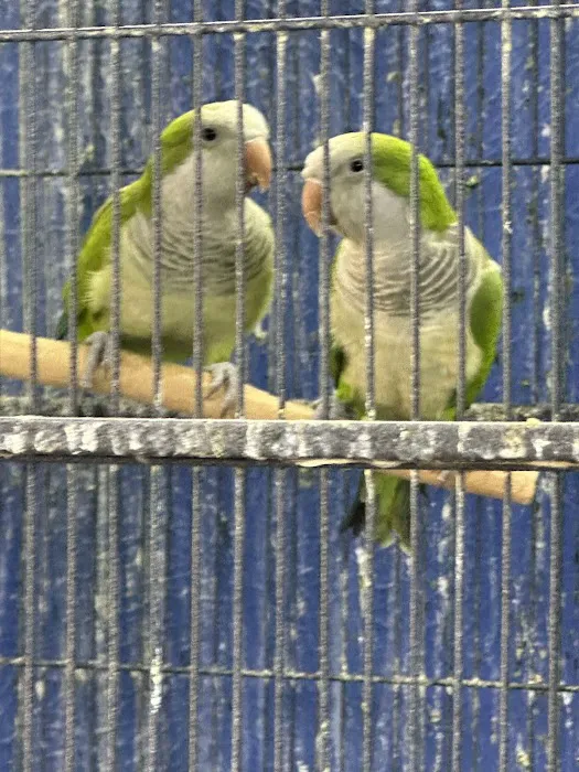 Houston Canary Bird Pet Shop and Supplies Picture 8