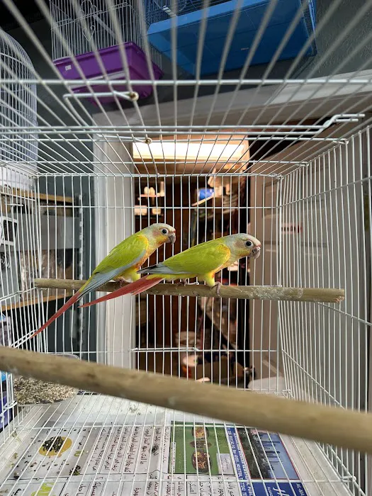 Houston Canary Bird Pet Shop and Supplies Picture 6
