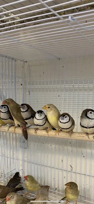 Houston Canary Bird Pet Shop and Supplies Picture 1