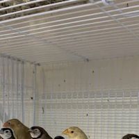 Houston Canary Bird Pet Shop and Supplies ico