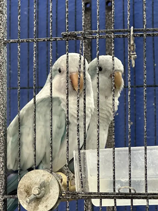 Houston Canary Bird Pet Shop and Supplies Picture 7