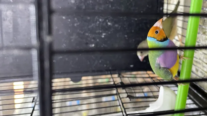 Houston Canary Bird Pet Shop and Supplies Picture 4