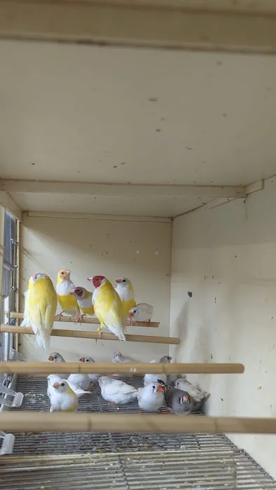 Houston Canary Bird Pet Shop and Supplies Picture 5
