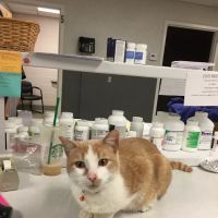 Colchester Veterinary Hospital ico