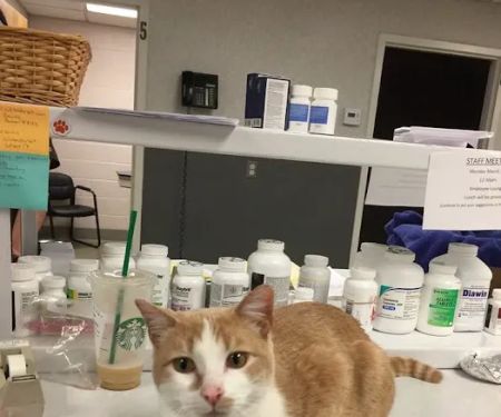 Colchester Veterinary Hospital