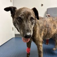 East Haddam Veterinary Clinic ico