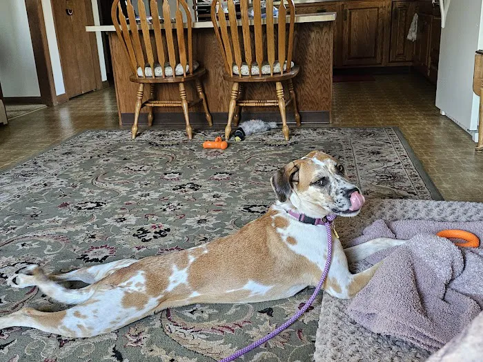 East Haddam Veterinary Clinic Picture 6