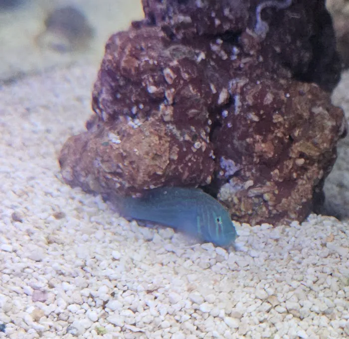 Scalywaves Exotics Picture 4
