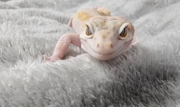 Scalywaves Exotics Picture 7