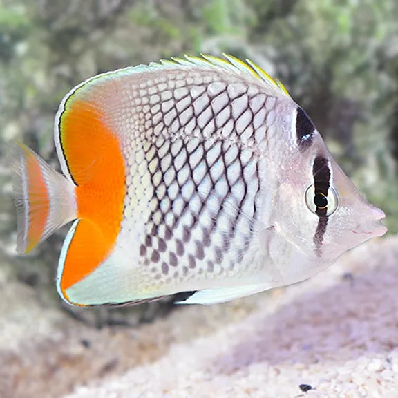 Scalywaves Exotics Picture 1