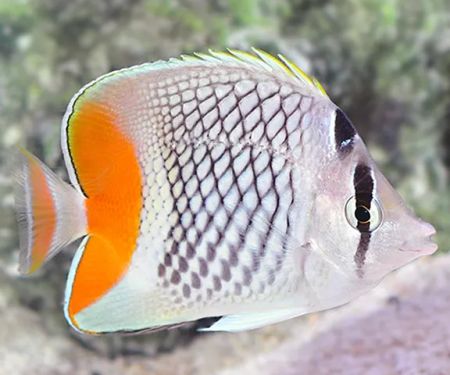 Scalywaves Exotics