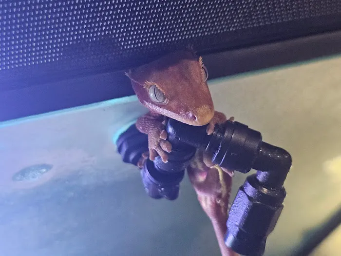 Scalywaves Exotics Picture 10