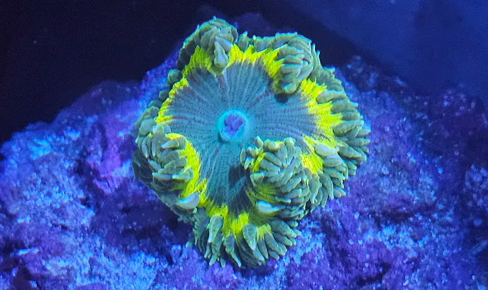 Scalywaves Exotics Picture 8