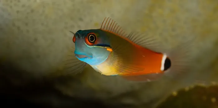 Scalywaves Exotics Picture 3