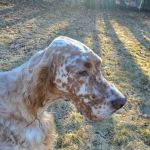 Salem Valley Veterinary Clinic