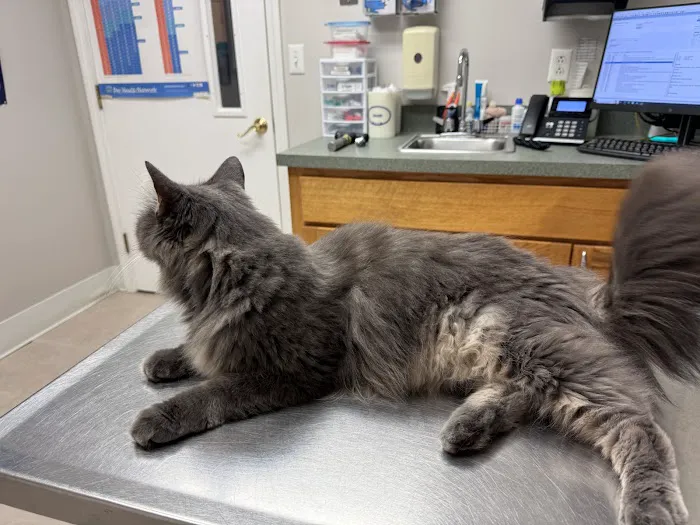 Salem Valley Veterinary Clinic Picture 3