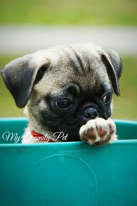 My Family Pet store Picture 9