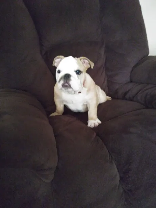 My Family Pet store Picture 1