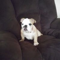 My Family Pet store ico
