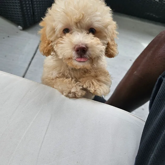 My Family Pet store Picture 5