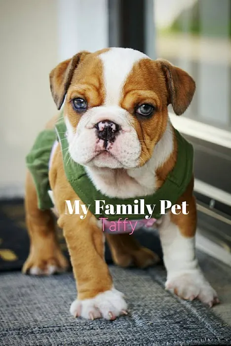 My Family Pet store Picture 8