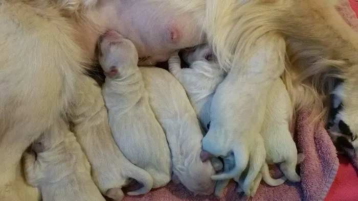 Deep River Animal Hospital Picture 1