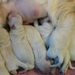 Deep River Animal Hospital